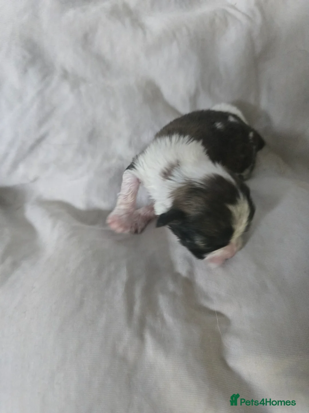 Shih Tzu dogs for sale: Shih Tzu puppies  - Advert 2