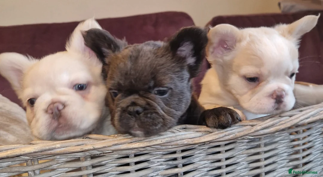 French Bulldog dogs for sale: Fluffy frenchies due july  - Advert 2