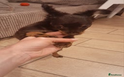 Russian Toy Terrier dogs for sale: Purebred Russian Toy long-haired - Image 15