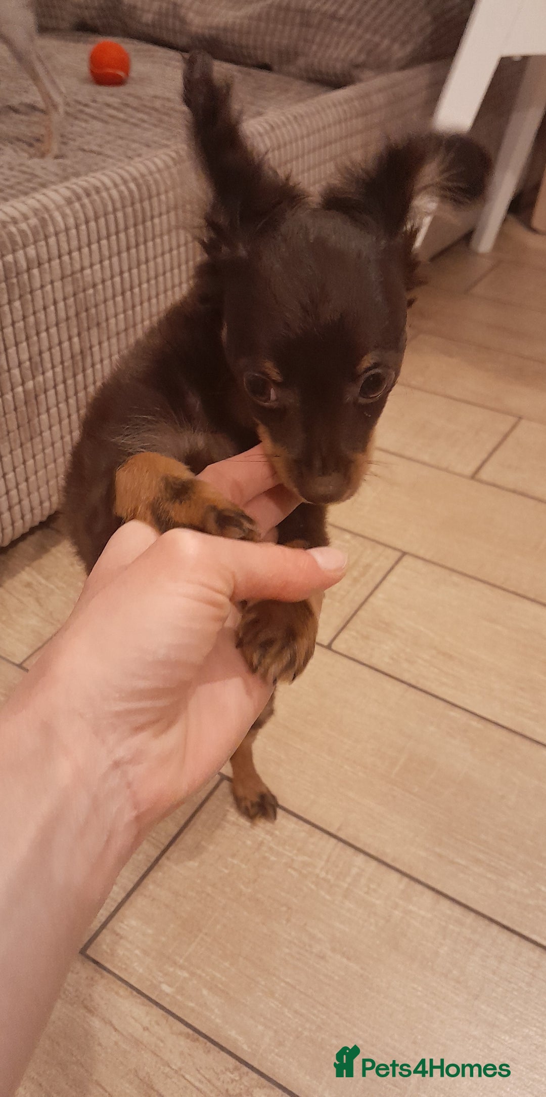 Russian Toy Terrier dogs for sale: Purebred Russian Toy long-haired - Image 15