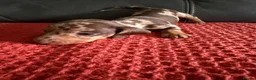 Dachshund dogs for sale: 7 Puppies Available  - Advert 13