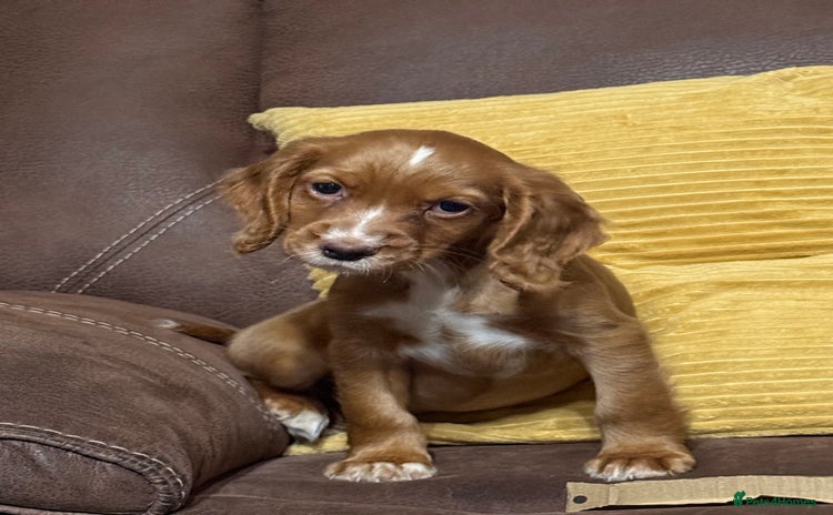 Cocker Spaniel dogs - Advert 15