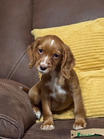 Cocker Spaniel dogs - Advert 15