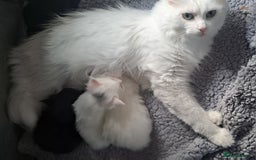 Maine Coon cats for sale: Maine coon kittens - Image 5