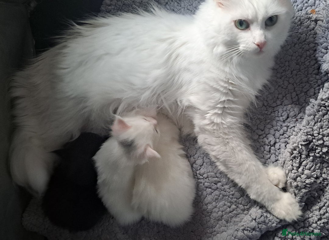 Maine Coon cats for sale: Maine coon kittens - Image 5