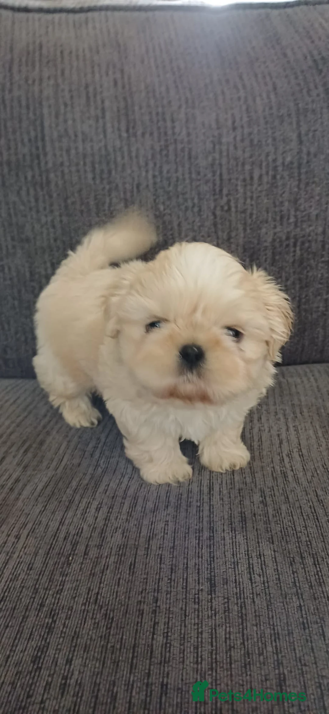 Shih Tzu dogs for sale: KC Reg Full imperial Shih tzu. - Advert 9