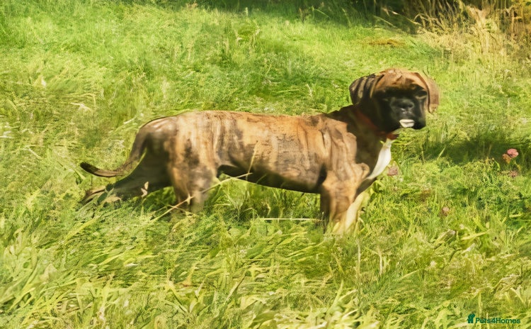 Boxer dogs in Llandrindod Wells - Advert 1