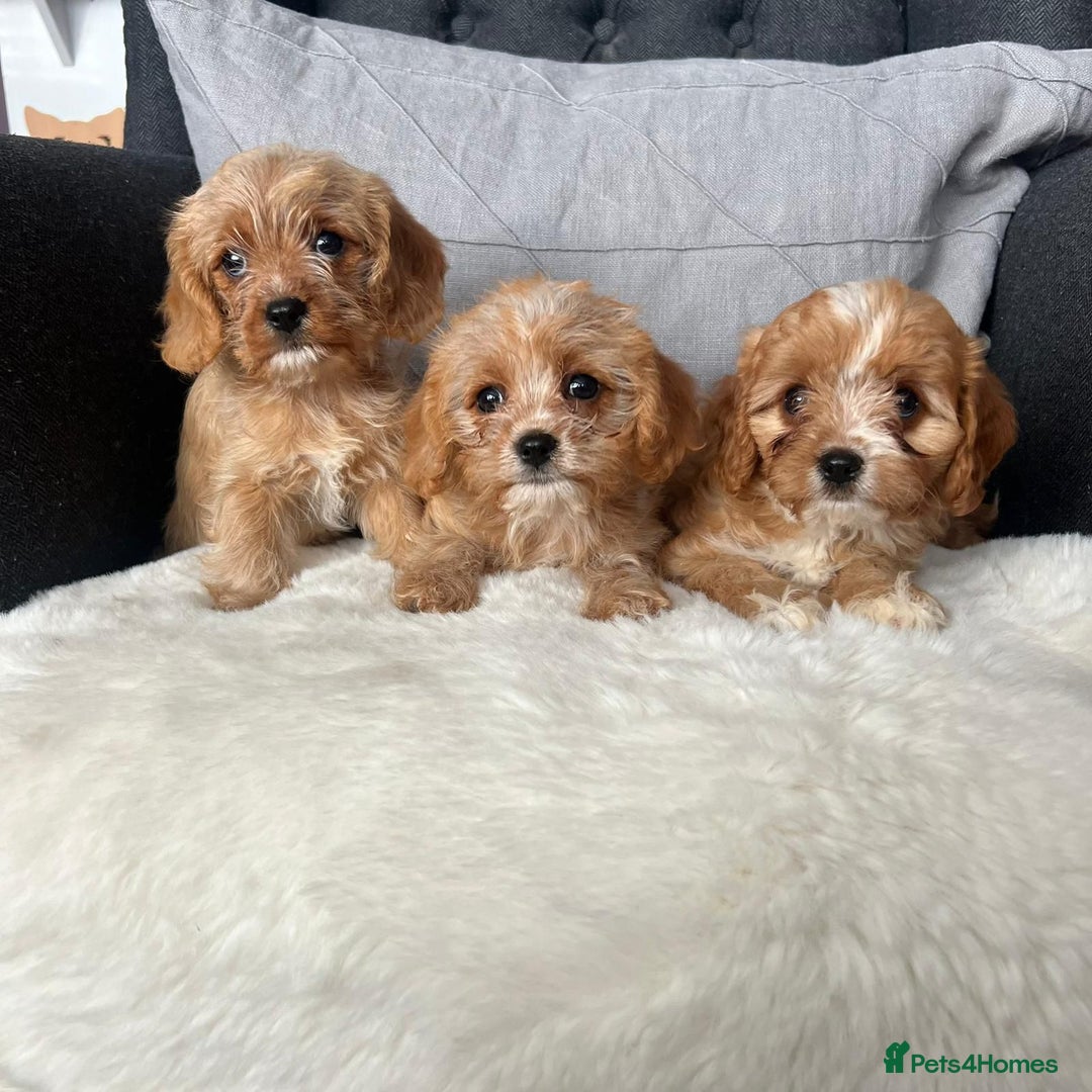 Cavapoo dogs for sale: Beautiful tiny cavapoo pups - Image 1