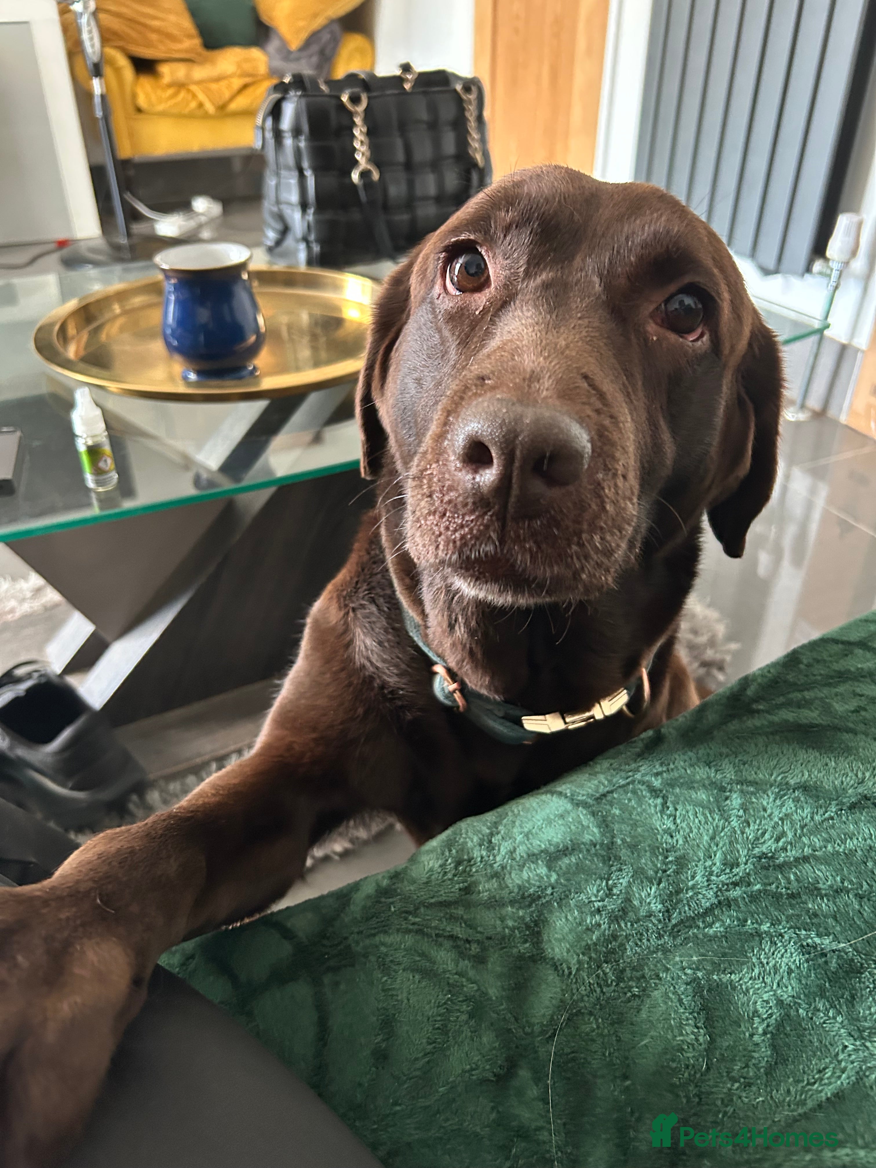 Labrador Retriever dogs Gorgeous calm loving girl  - Advert 1