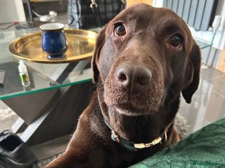 Labrador Retriever dogs Gorgeous calm loving girl - Advert 2