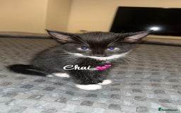 British Shorthair cats for sale: Two kittens for sale  - Image 2