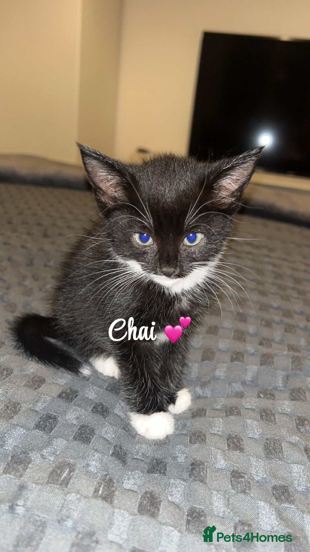 British Shorthair cats for sale: Two kittens for sale  - Image 2