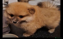 Pomeranian dogs for sale: Pomeranian boy, super fluffy! - Advert 3