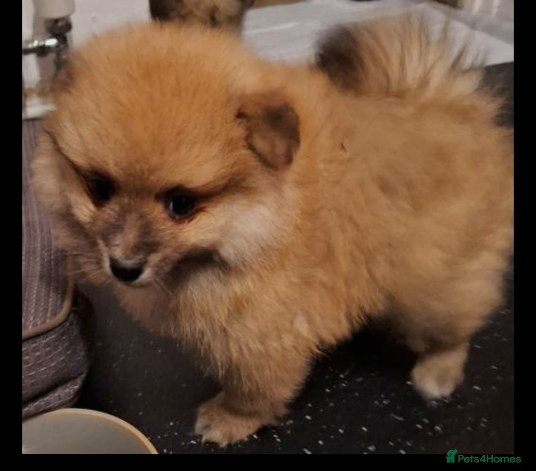 Pomeranian dogs for sale: Pomeranian boy, super fluffy! - Advert 3