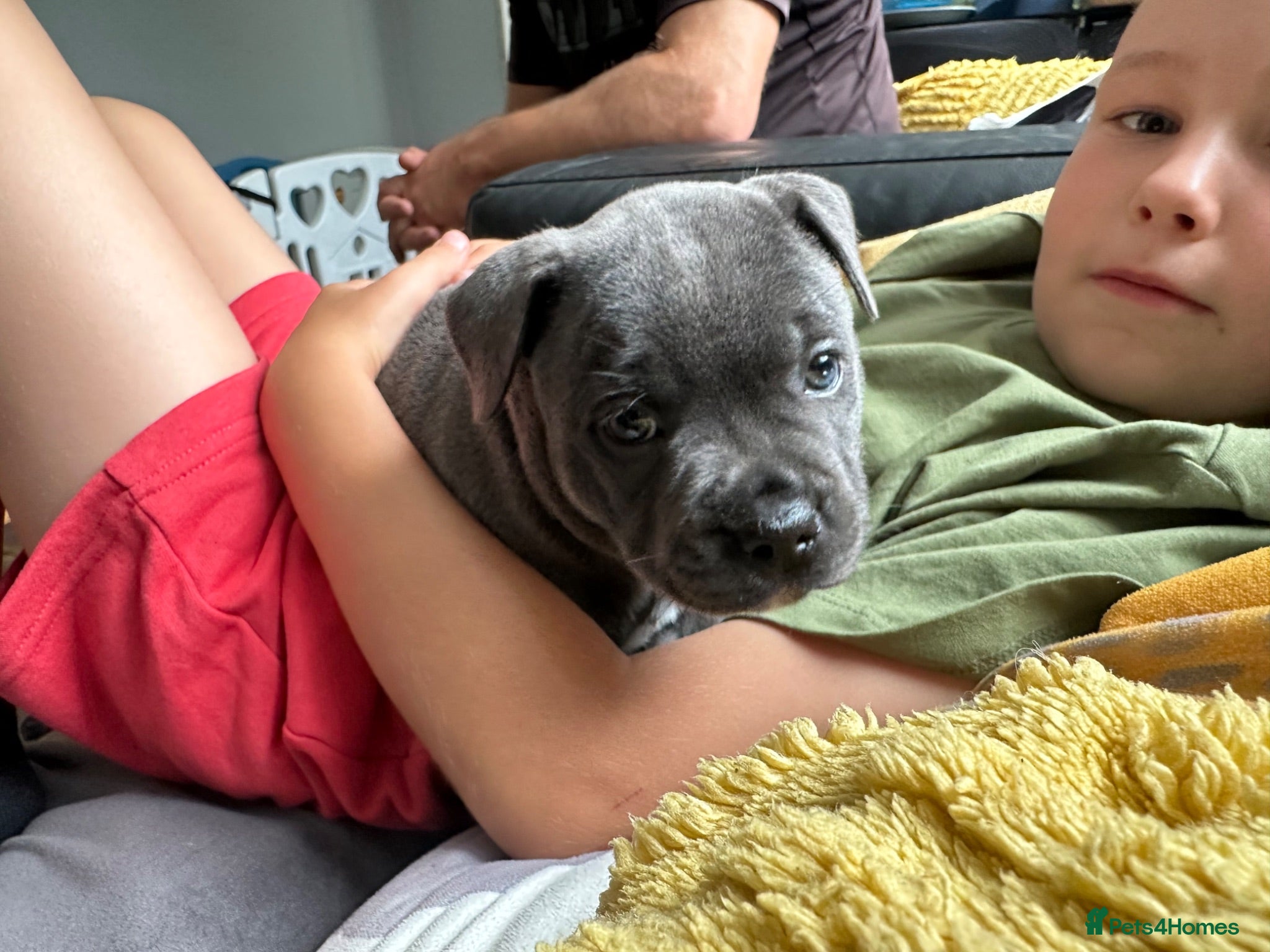 Staffordshire Bull Terrier dogs for sale: Gorgeous blue KC Staffy Pups *Champion Bloodlines* - Advert 2