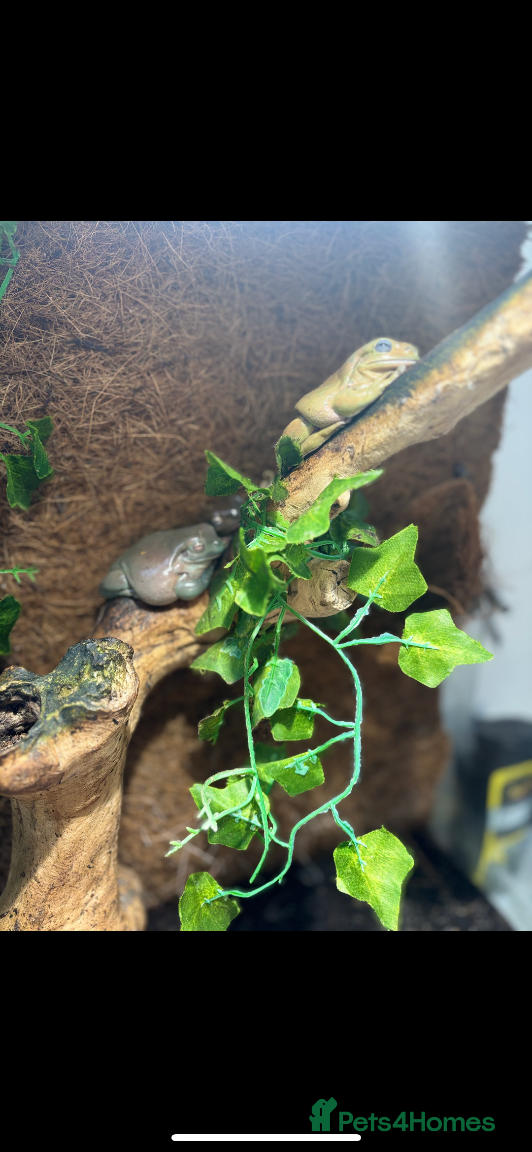 Frog reptiles for sale: 3 White tree frogs  - Advert 3