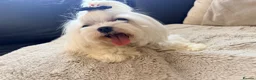 Maltese dogs for sale: Full Korean Female Maltese Age 5 - Advert 12
