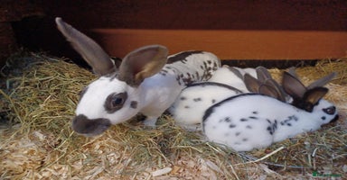 English rabbits - Advert 2