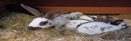 English rabbits for sale: Fully vaccinated pure English rabbits - ready now! - Advert 3