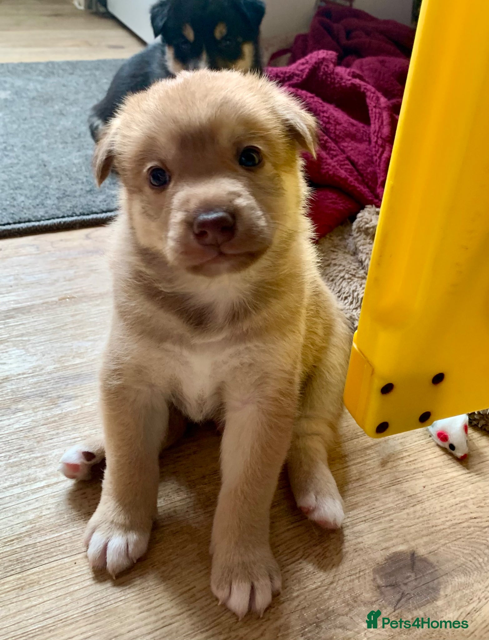 Mixed Breed dogs Collie mix male pup - Advert 1