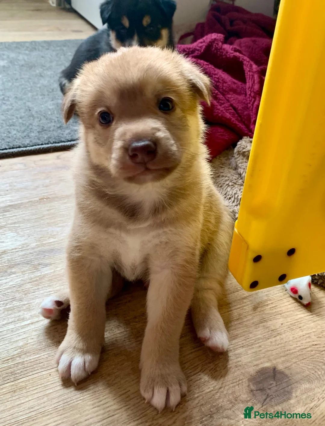 Mixed Breed dogs for sale: Collie mix male pup - Advert 1