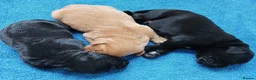 Cockerdor dogs for sale: Beautiful litter of cockador puppies. in Shrewsbury - Advert 3
