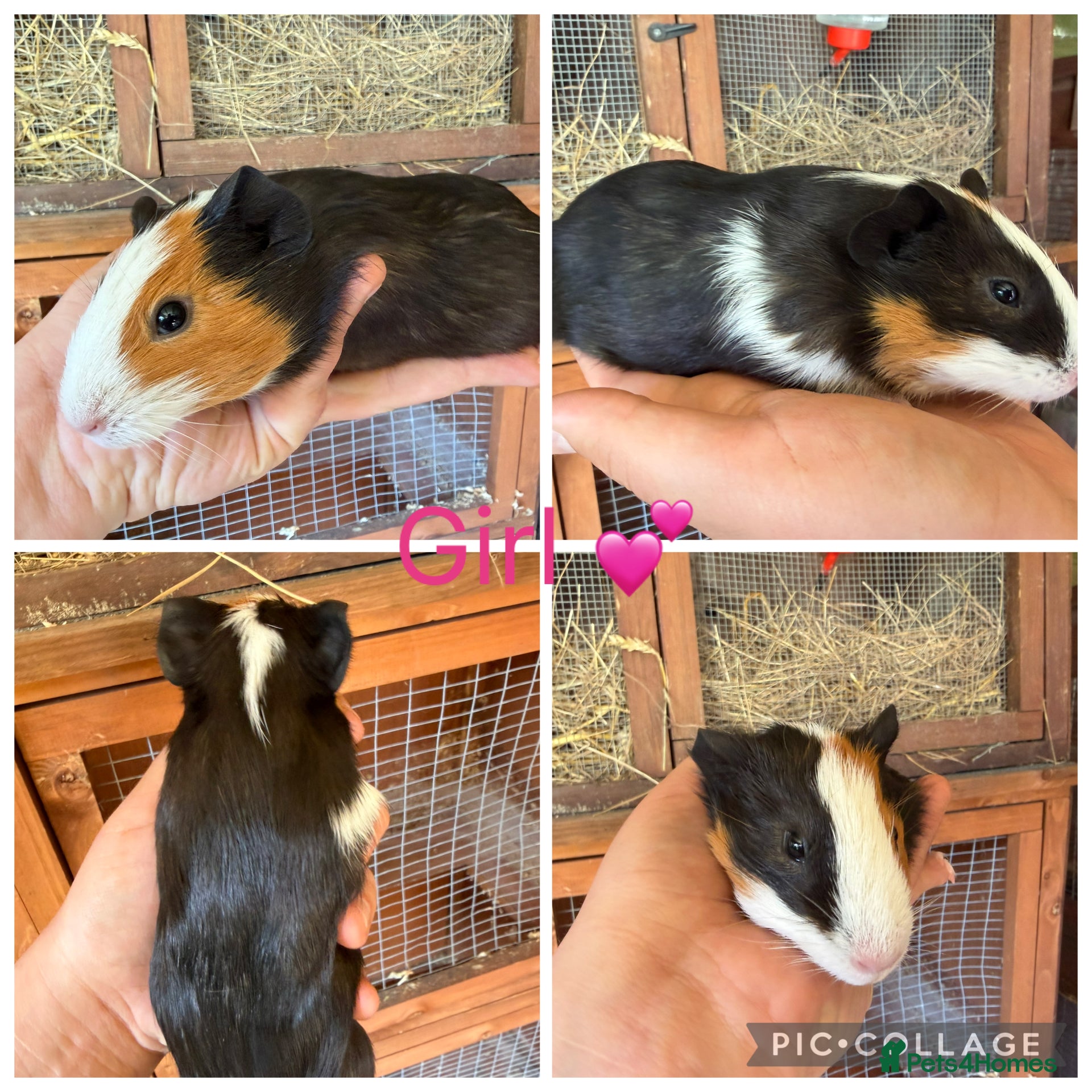 Guinea Pig rodents 3 Female, 1 male teddy guinea pigs for new homes  - Advert 1