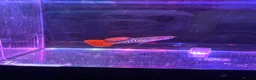 Live Bearers fish for sale: Guppies platies and Danios for sale  in Bromley - Advert 13