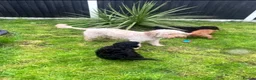 Cockapoo dogs for sale: 4 month old needing a new home - Advert 1