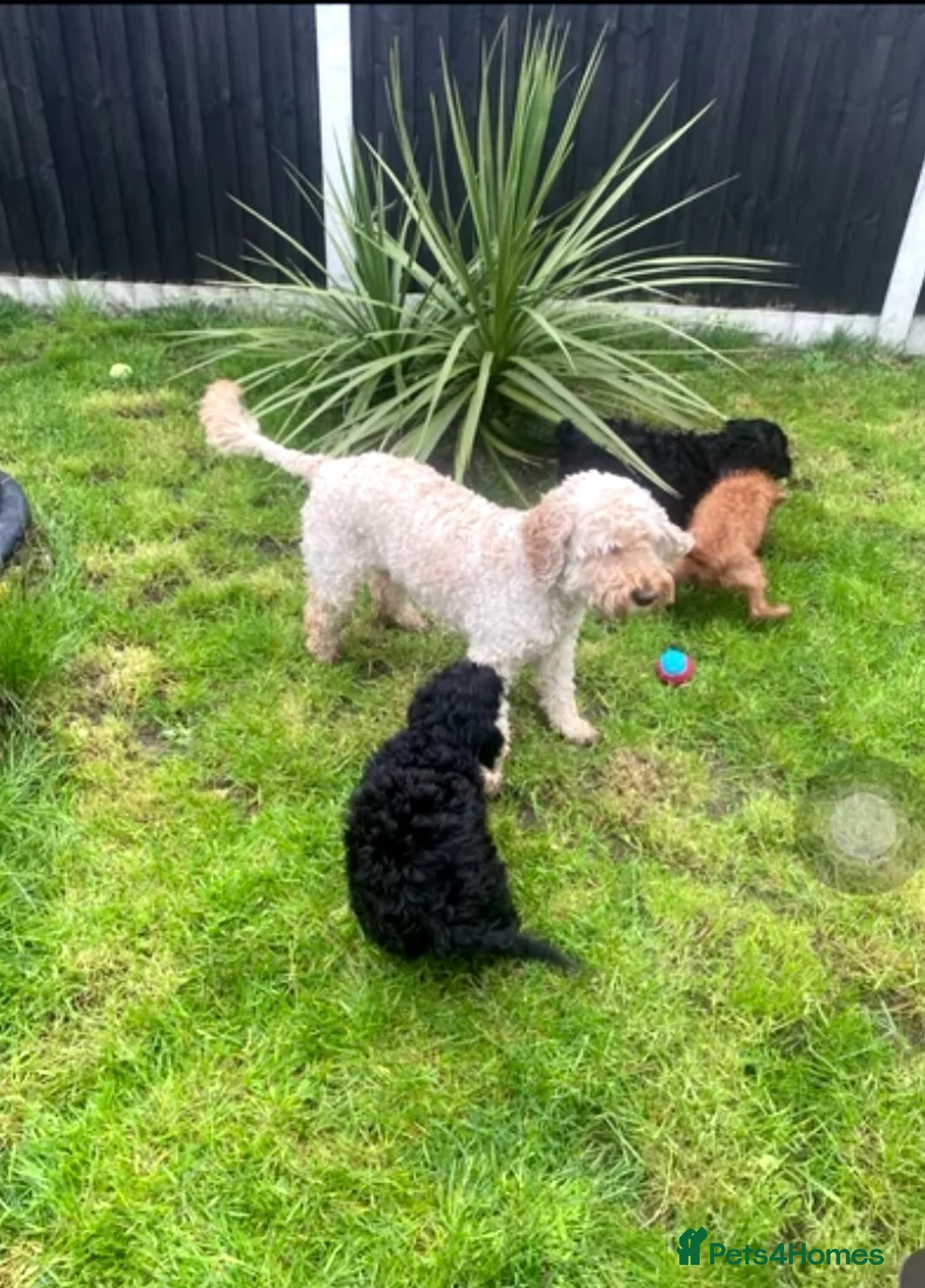 Cockapoo dogs for sale: 4 month old needing a new home - Advert 1