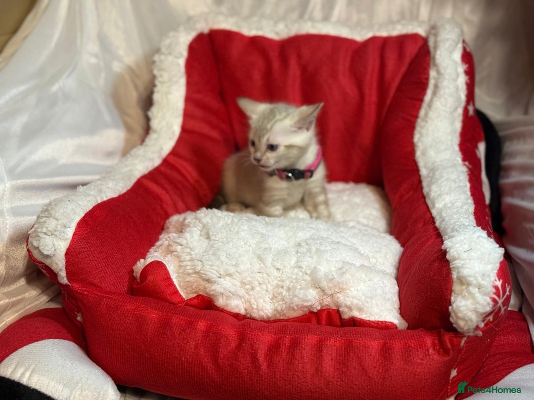 Bengal cats for sale: Bengal beauty  - Advert 5