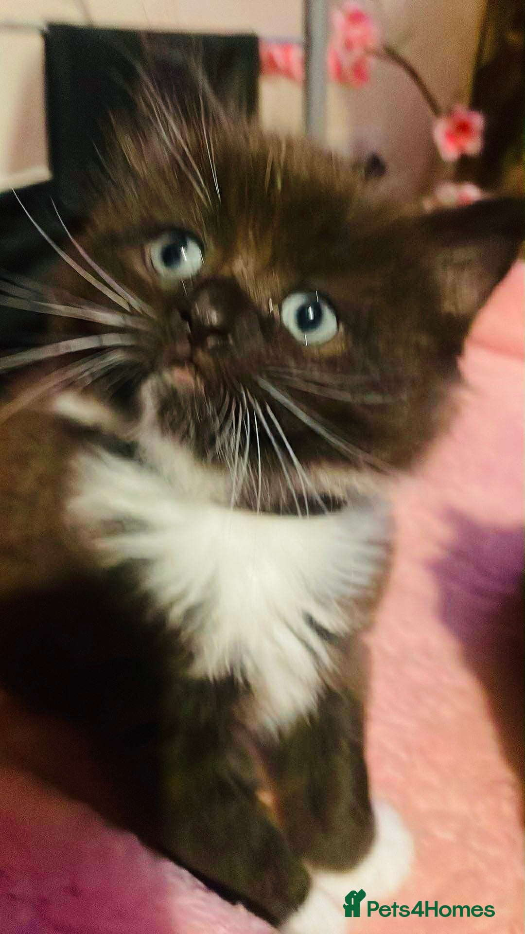 Ragdoll cats for sale: Ragdoll mix - Image 8