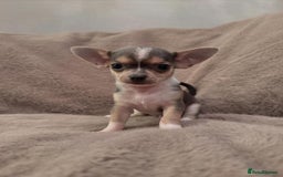 Chihuahua dogs for sale: 🌸🐶 Chihuhua Puppies 🐶🌸 - Image 7