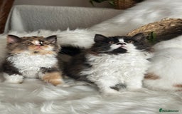 British Longhair cats for sale: Champion line PEDIGREE BLH/BSH kittens 🩵🩷💙 - Image 20