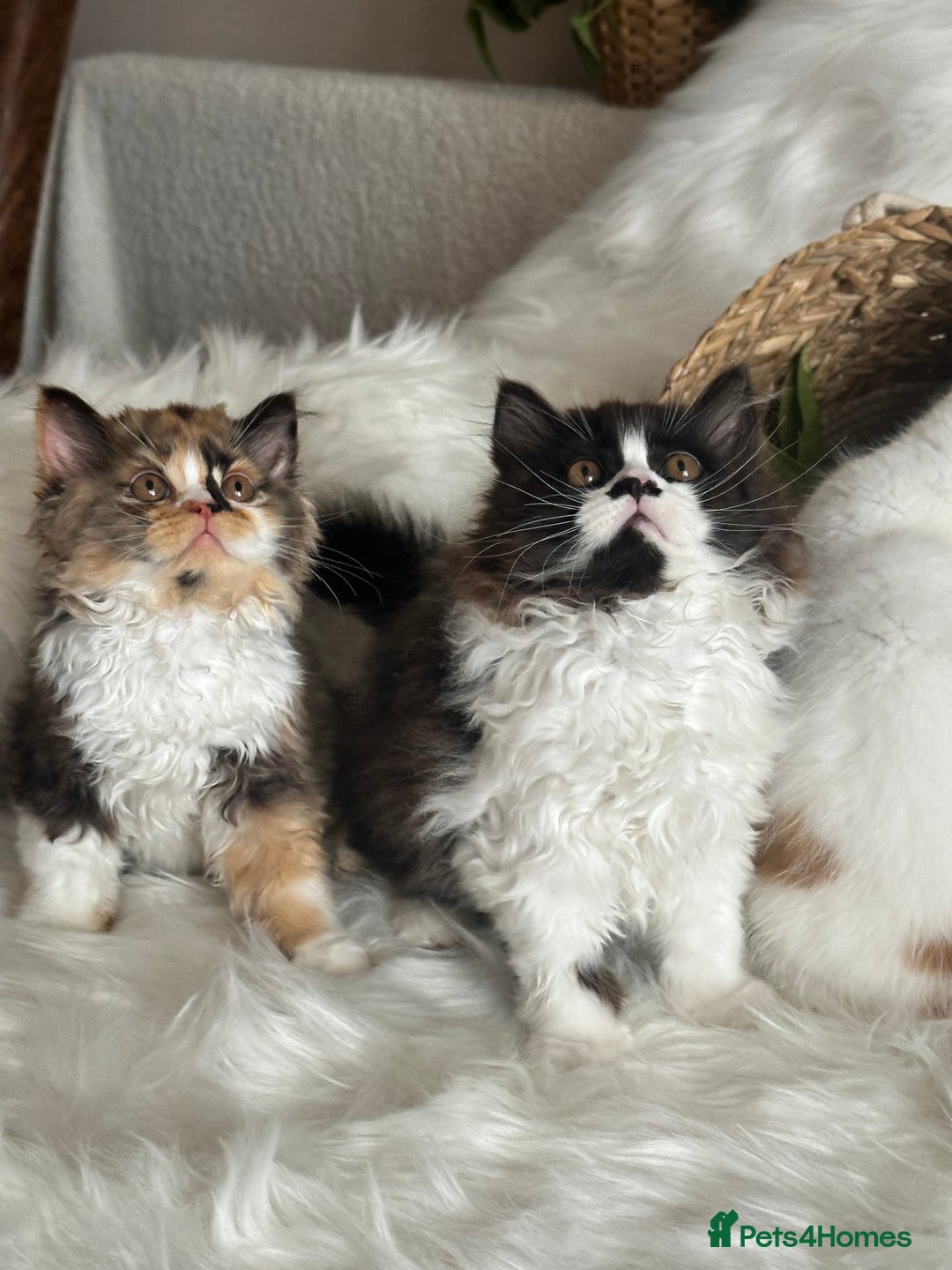 British Longhair cats for sale: Champion line PEDIGREE BLH/BSH kittens 🩵🩷💙 - Image 20