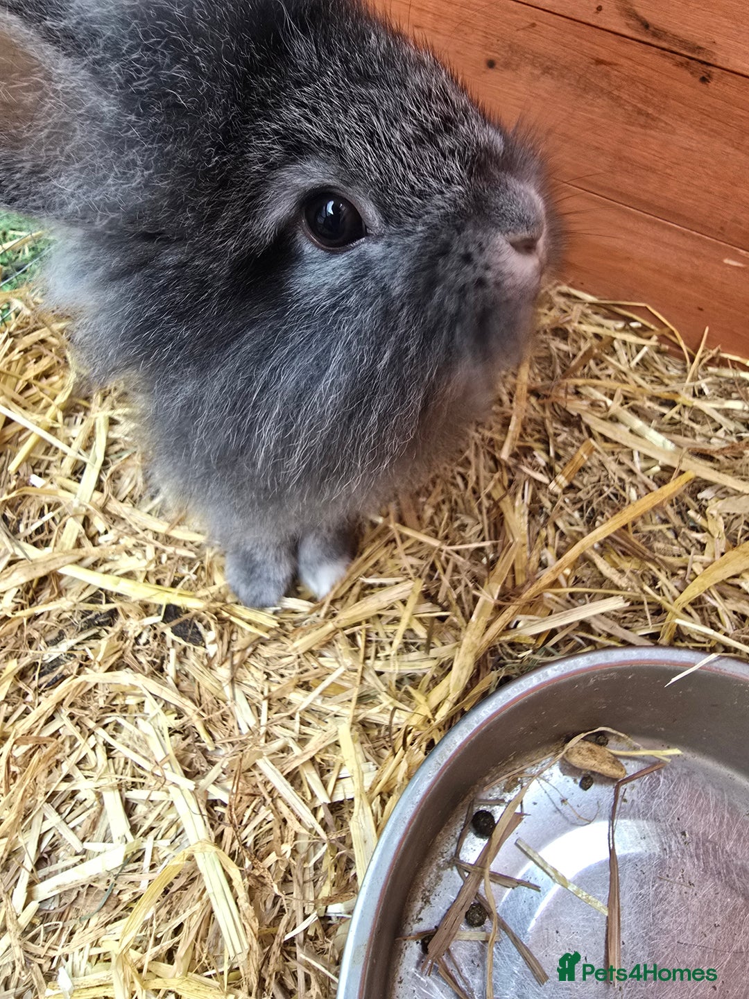 Lionhead rabbits for sale: 5 lionhead x - Image 3