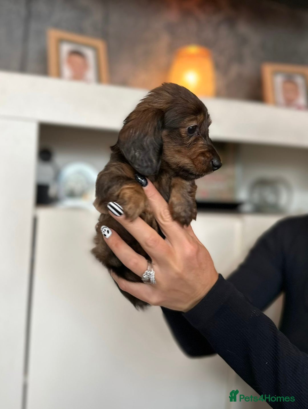 Dachshund dogs for sale: Miniature long hair dachshunds - Image 6