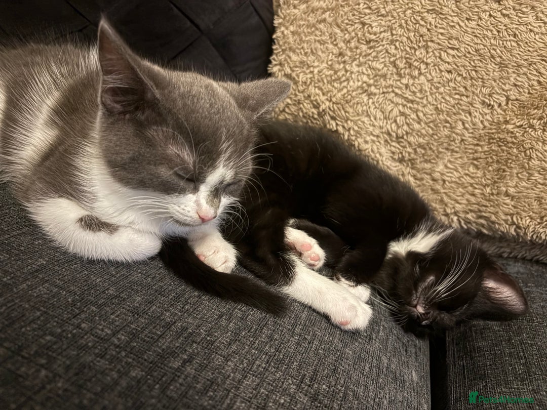 Domestic Shorthair cats for sale: Kittens - Image 9