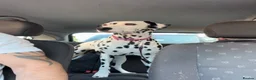 Dalmatian dogs for sale: Female deaf Dalmatian  in Southsea - Advert 16