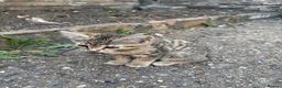 Mixed Breed cats for sale: 3 cute cats looking for a new home  in London - Advert 10