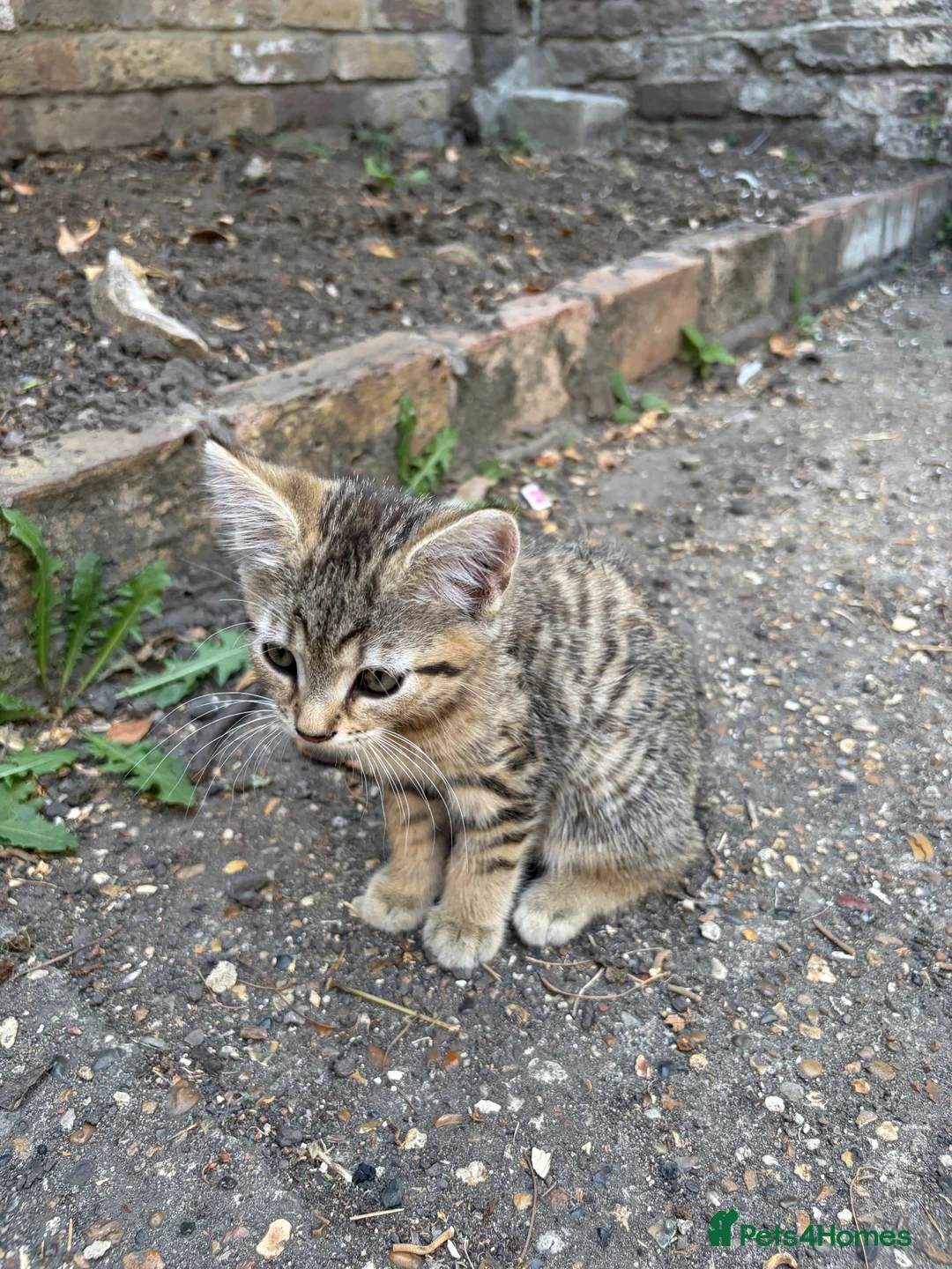 Mixed Breed cats for sale: 3 cute cats looking for a new home  in London - Advert 10