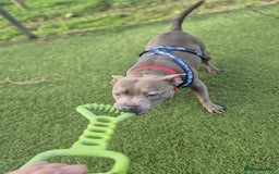 Staffordshire Bull Terrier dogs for adoption: BRANDY - 7 year old male Blue staffie - Image 4