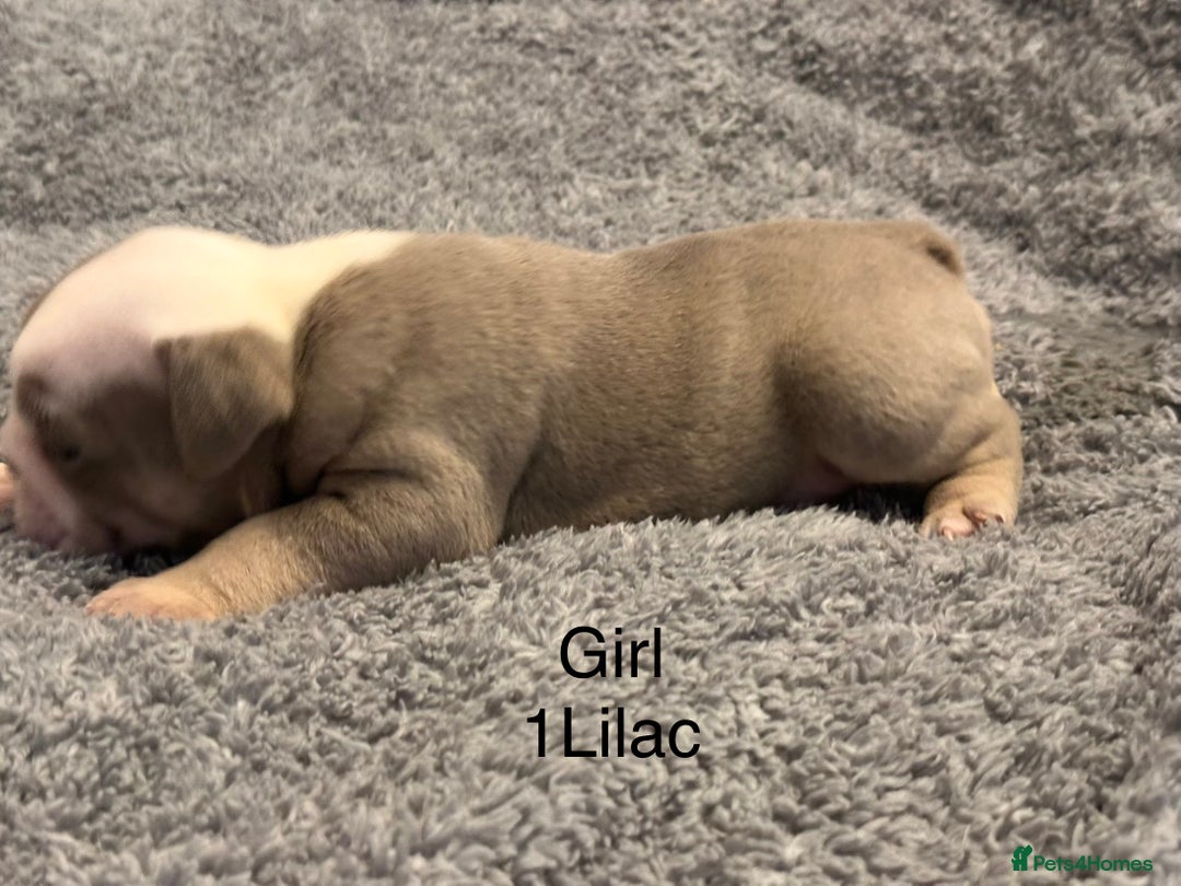 English Bulldog dogs for sale: QUALITY 5* ENGLISH BULLDOG PUPPIES - Advert 4