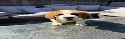 Saint Bernard dogs for sale: Saint Bernard puppies  - Advert 5