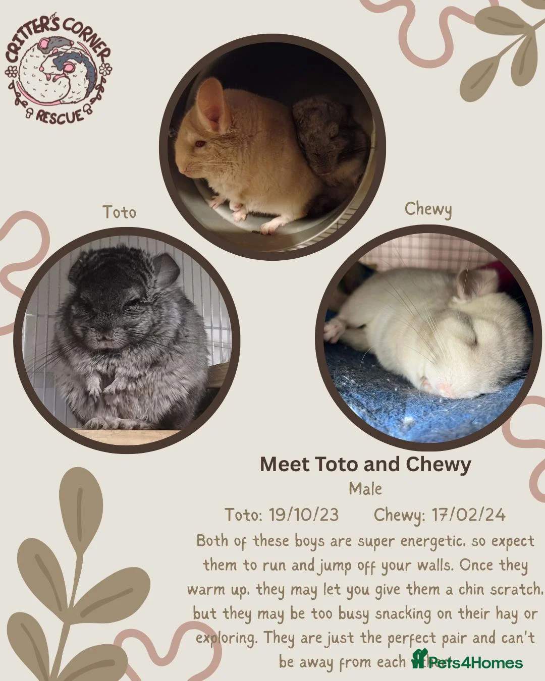 Chinchilla rodents for sale: Bonded male chinchillas for adoption - Advert 1