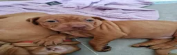Hungarian Vizsla dogs for sale: Stunning Hungarian Vizsla Puppies - 4 Girls. - Advert 4