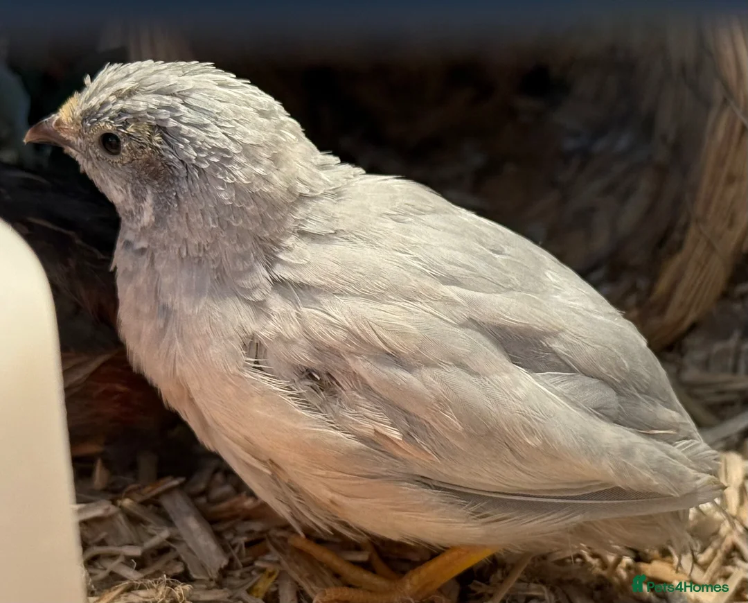 Quail poultry for sale: Chinese Painted Quail (Button Quail) - Advert 9