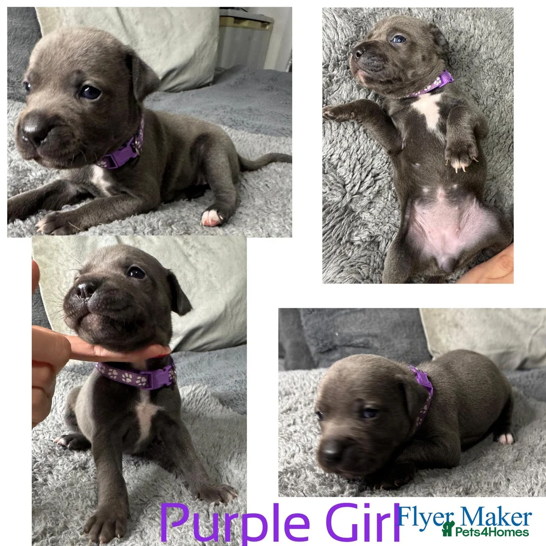 Staffordshire Bull Terrier dogs for sale: Staffy puppy for sale - Advert 26