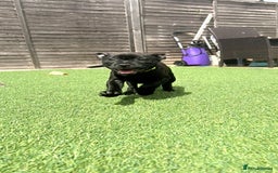 Staffordshire Bull Terrier dogs for sale: Stunning Staffordshire Bull Terrier pups   in Farnborough - Image 14
