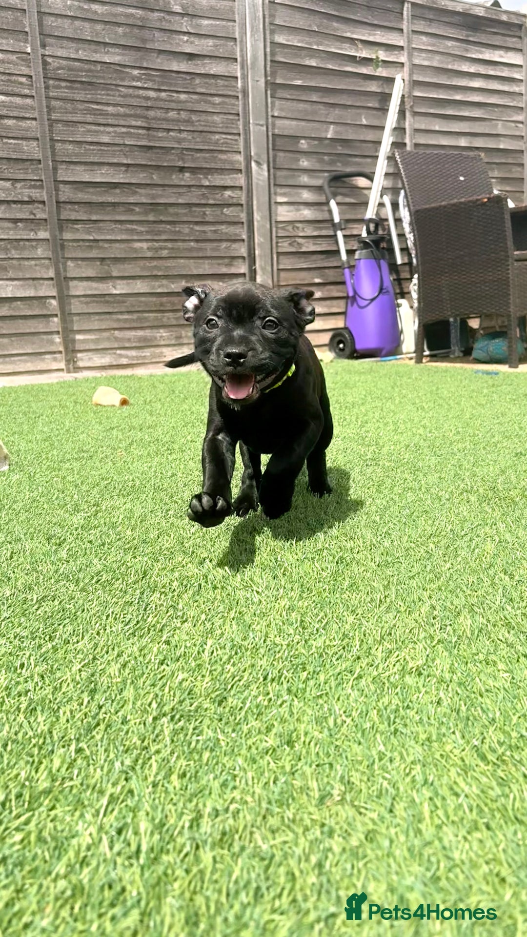 Staffordshire Bull Terrier dogs for sale: Stunning Staffordshire Bull Terrier pups   in Farnborough - Image 14